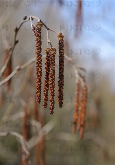 Inflorescence of Gray alder (Alnus incana)