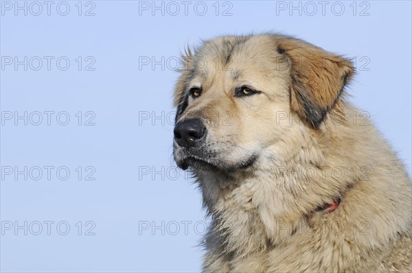 Caucasian Ovcharka