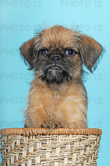 Brussels Griffon