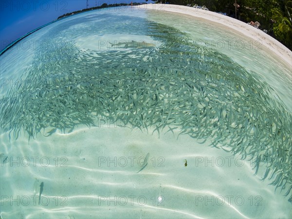 Fish swarm with sardines and hunting Blacktip reef shark (Carcharhinus melanopterus) in shallow water near the shore