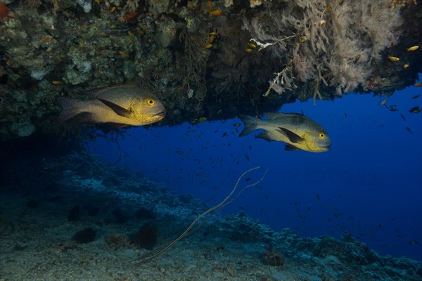 Two Midnight Snapper (Macolor macularis) swim in a cave