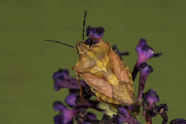 Tree bug (Carporcoris purpureipennis) on flower of Buddleja davidii (Buddleja davidii)