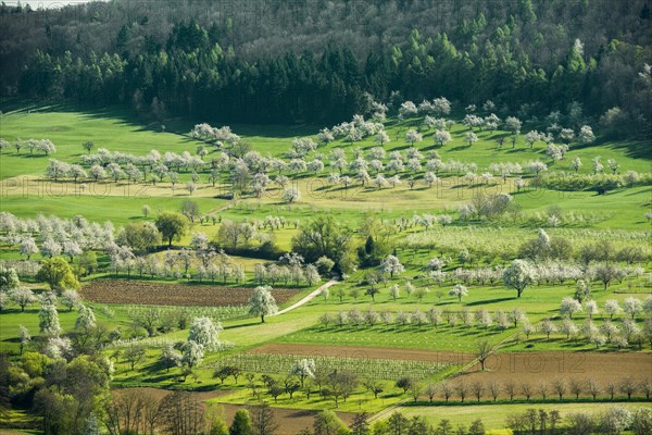 Flowering orchard meadows