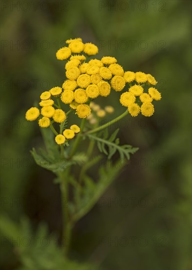 Tansy (Tanacetum vulgare)