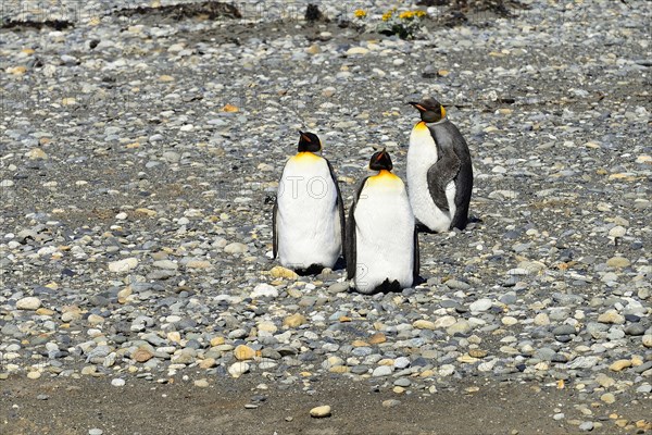 Three King penguins (Aptenodytes patagonicus)