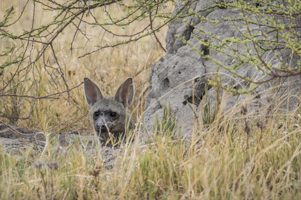 Aardwolf (Proteles cristatus) looks out from behind a rock