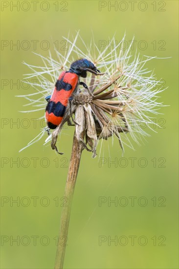 Bee beetle (Trichodes apiarius)
