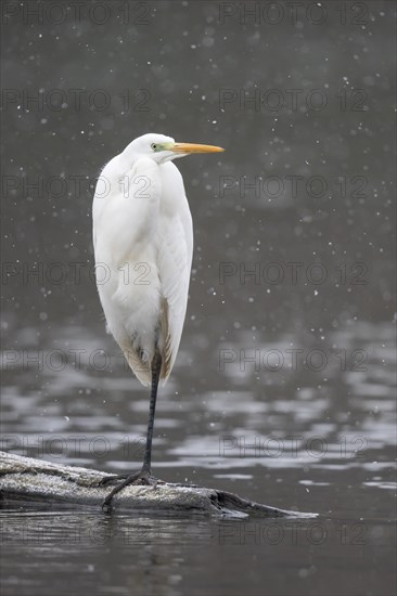 Great egret (Ardea alba) standing on deadwood in water