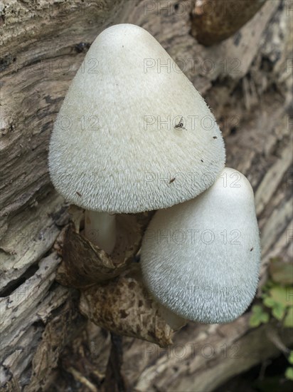 Silky sheath (Volvariella bombycina)