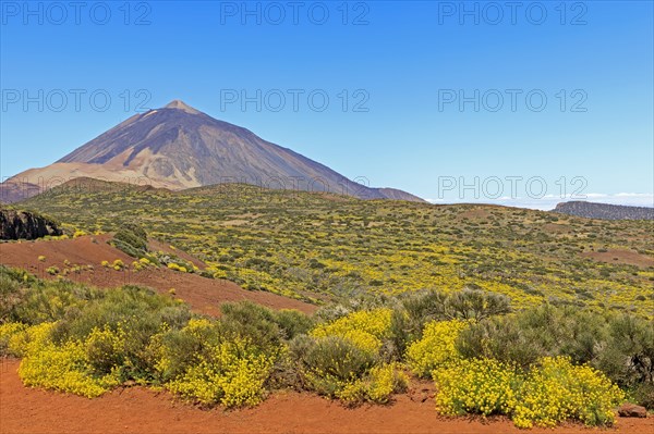 Flixweed (Descurainia bourgaeana) in bloom in front of Pico del Teide volcano