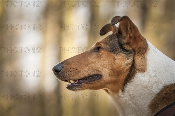 Shorthair collie