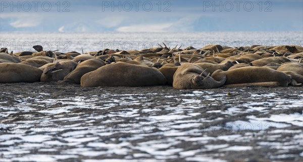 Walruses (Odobenus rosmarus)