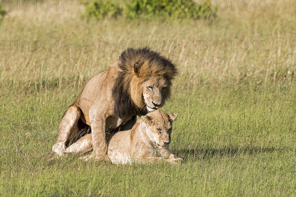 Lions (Panthera leo)