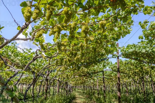 Green grapes