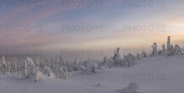 Snowy trees
