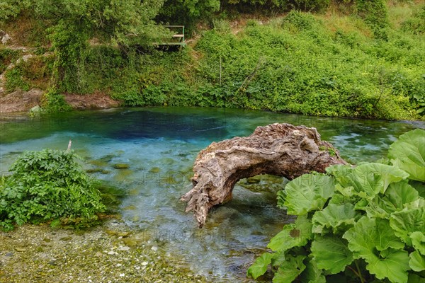 Karst Spring Blue Eye