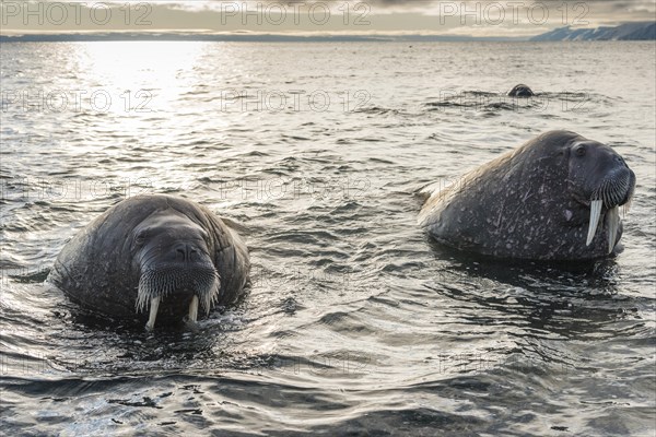 Walruses (Odobenus rosmarus)