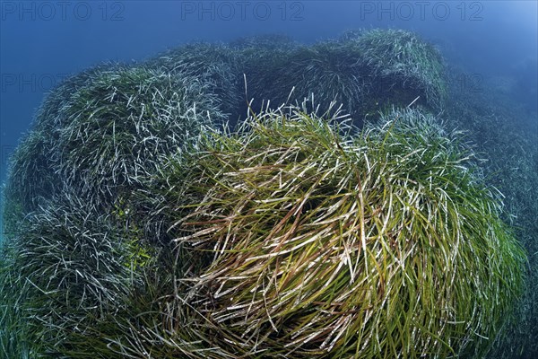 Neptune Grass (Posidonia oceanica)