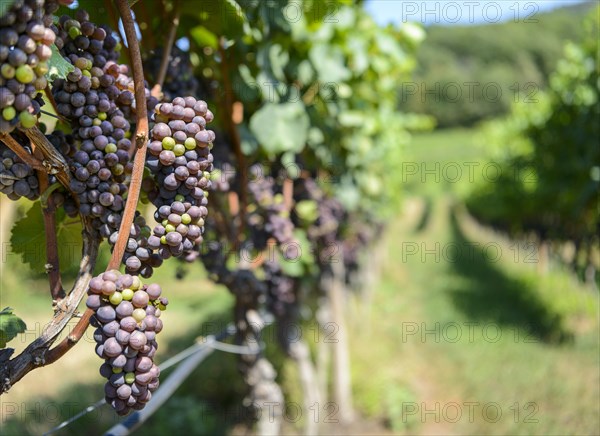 Blue grapes
