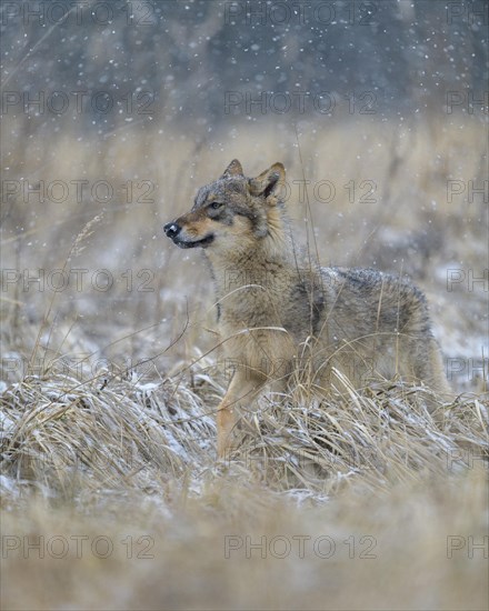 Gray wolf (Canis lupus)