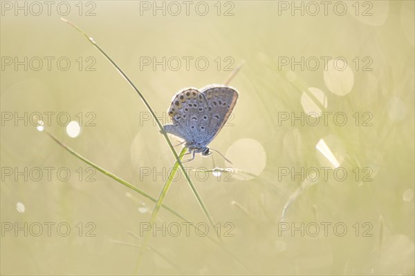 Common blue butterfly (Polyommatus icarus) sitting on a blade of grass