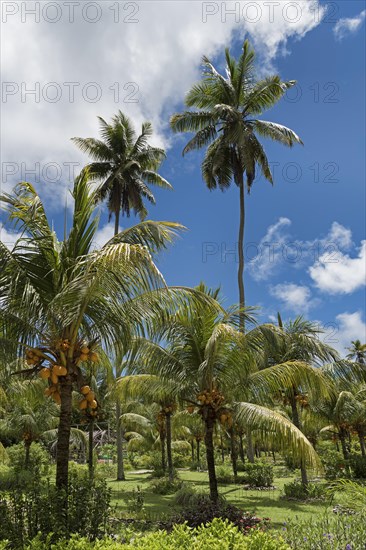 Palm grove with orange colored coconuts in La Digue