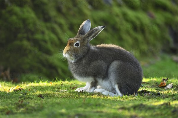Alpine Hare (Lepus timidus varronis) in coat change