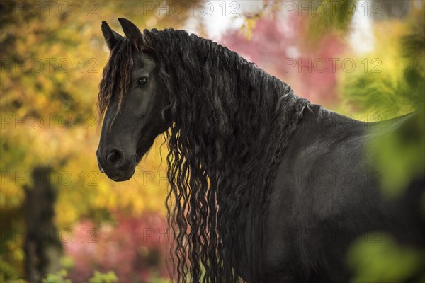 Friese (Equus)