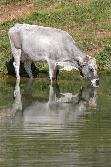 Tyrolean grey cattle on the alp