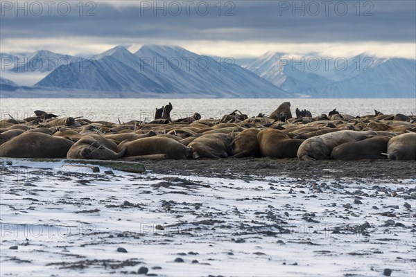 Walruses (Odobenus rosmarus)
