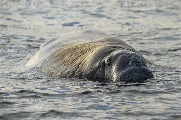 Walrus (Odobenus rosmarus)