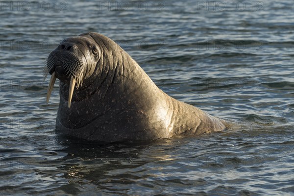 Walrus (Odobenus rosmarus)