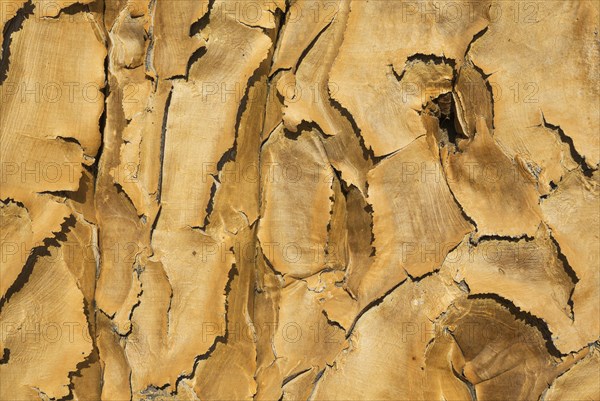 Quiver tree (Aloe dichotoma)