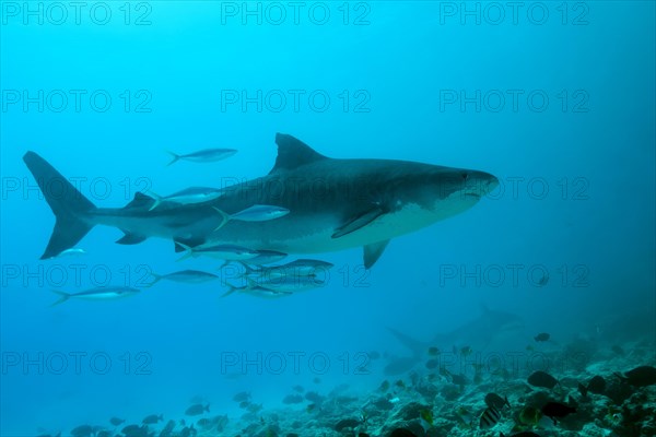 Tiger Shark (Galeocerdo cuvier)