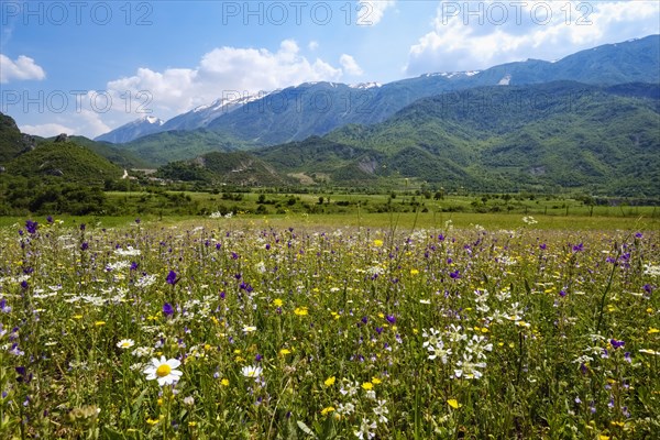Flower meadow in the Vjosa valley
