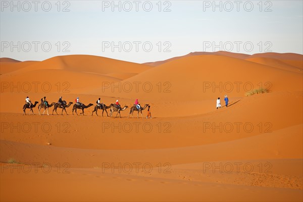 Dromedaries (Camelus dromedarius)