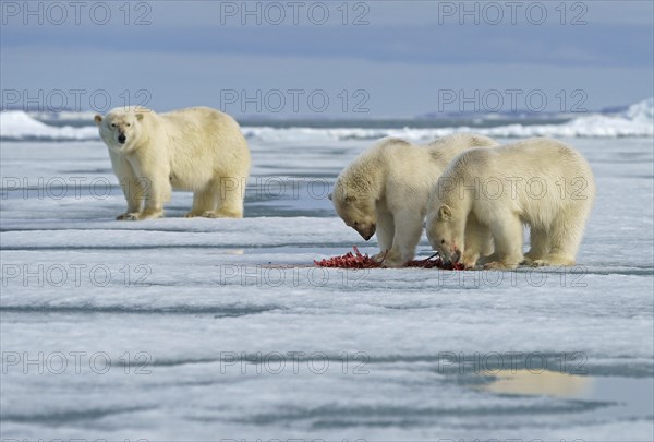 Polar bears (Ursus maritimus)
