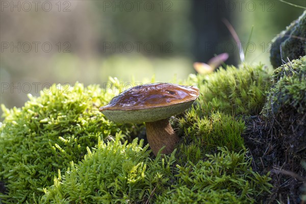 Bay bolete (Imleria badia)