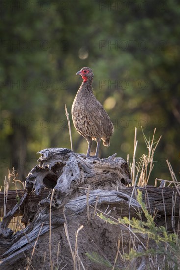 Swainson's spurfowl (Francolinus swainsonii) is standing on deadwood