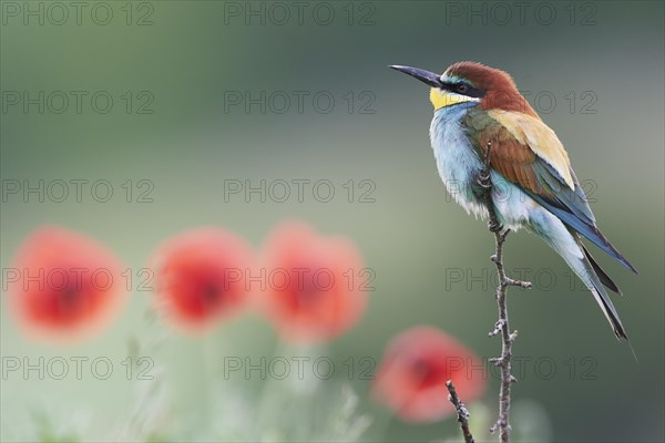 Bee-eater (Merops apiaster)