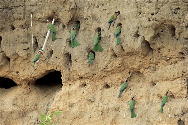 Little Bee-eaters (Merops pusillus)