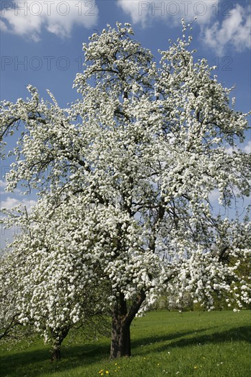 Old pear tree on a meadow orchard