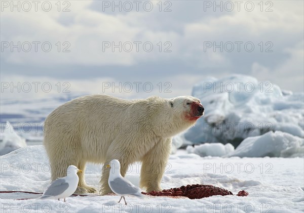 Polar bear (Ursus maritimus) feeding the carcass of a captured seal in the snow