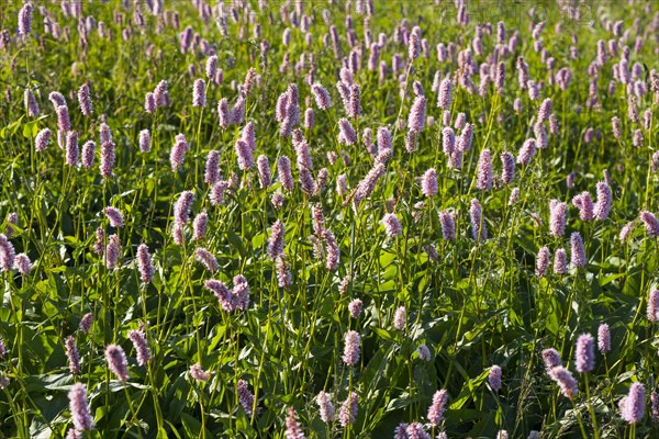 Meadow bistort (European Bistorta officinalis)