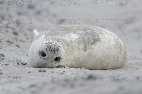 Grey seal (Halichoerus grypus)
