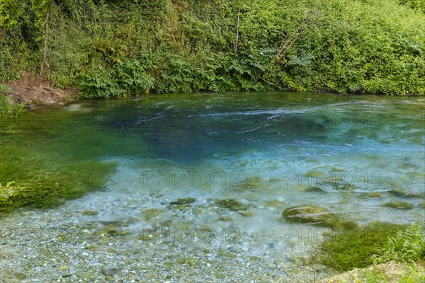 Karst Spring Blue Eye
