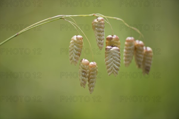 Briza maxima (Briza maxima)