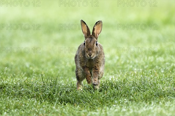 European rabbit (Oryctolagus cuniculus) runs in wet meadow