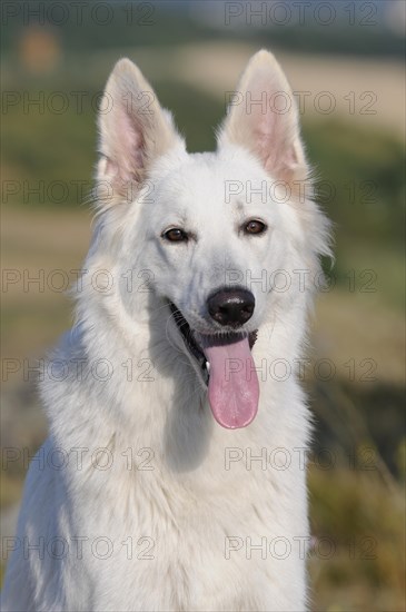 White Swiss Shepherd Dog