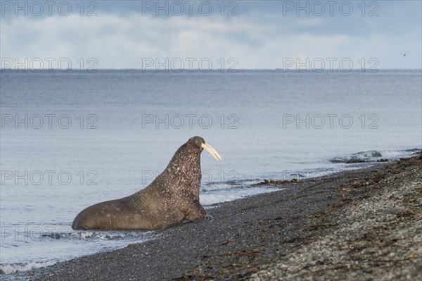 Walrus (Odobenus rosmarus) on the beach